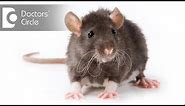 Can rodent bite lead to Rabies & its management? - Dr. Sanjay Gupta