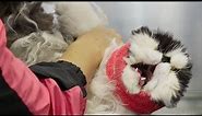 An extreme EMERGENCY situation... | Persian Cat