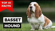 Basset Hound - Top 10 Facts