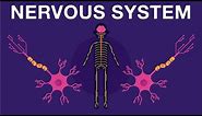 Nervous System - Get to know our nervous system a bit closer, how does it works? | Neurology
