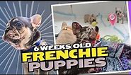 Adorable French Bulldog puppies 🩶🐾