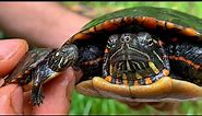 The BEST Pet Turtle!? Painted Turtles, info and care video