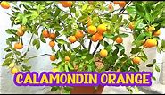 Calamondin Orange : Best Indoor Citrus Plant | Miniature Orange - Part 1