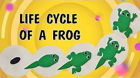 Life cycle of a frog craft. How do tadpoles turn into frogs?
