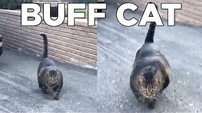 Who is Buff Cat?