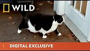 Funny Animal Adventures | America’s Funniest Videos: Animal Edition | National Geographic WILD UK