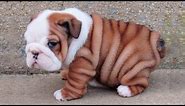 Bulldog Puppies 😍 Cute Bulldog Puppy Videos