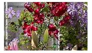 Lilies and clematis in my garden 25july2023 | Purple and Thorns