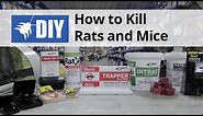 Rodent Control Overview - How to Kill Rats & Mice