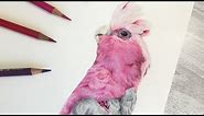 How to Draw BRIGHT Colour Feathers with Coloured Pencil