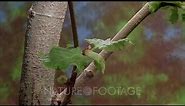 Time Lapse Sycamore Leaves Growing From Bud On Branch