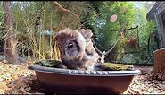 Fluffy Little Owl Takes A Birdbath