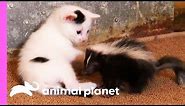 Black And White Kittens Welcome An Oddball Orphan To Their Family | Too Cute!