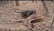OMG Viral Komodo Dragon Eating live deer