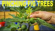 When, Why And How To Pinching Fig Trees To Force Early Fruiting