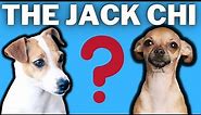 Jack Chi: Jack Russell Terrier Chihuahua Mixed Breed Facts (Chihuahua and Jack Russell Breed Info