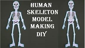 human skeleton model making | easy | simple steps | diy at home | @howtofunda | still model