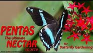 PENTAS, the ultimate NECTAR source for BUTTERFLY gardening
