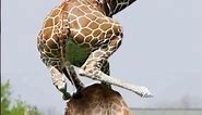 Funny giraffe pics 🦒