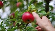 Beautiful ripe red apple hanging from the branch. Close up. Male hand takes the fruit from a tree.