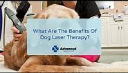 What Are The Benefits Of Dog Laser Therapy?