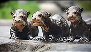 Endangered Giant River Otter Pups