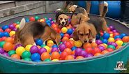 TOP 10 Beagle Dog Parties Ft. Louie & Marie