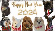 Paws & Laughter: Hilarious TOP New Year Greetings from Cute Dogs and Cats