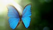 NOVA:How the Morpho Butterfly Gets its Iridescent Color Season 48 Episode 20