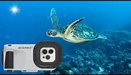Oceanic+ Dive Housing: Sample Footage - iPhone 14 Pro Max