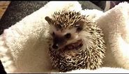 Baby Hedgehog Waking Up (So Cute)
