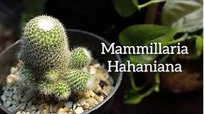 Mammillaria Hahaniana | How To Care For Mammillaria Hahaniana Cactus - Old Lady Cactus #cactus