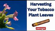 Tobacco Harvesting Guide: When and How to Harvest Leaves and Seeds for Homegrown Tobacco