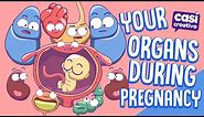 Your Organs During Pregnancy