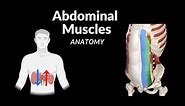 Muscles of the Abdomen (Groups, Origin, Insertion, Function)