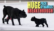 Bruce Wayne & Puppy Pack Dynamics BREAKTHROUGH - Cane Corso