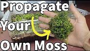 How to:Grow SPHAGNUM MOSS|Dried moss?Propagate aquarium and terrarium moss for free|Best method