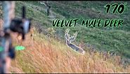 Sarah Smokes 170 Inch Velvet Mule Deer With A Bow! | Bowmar Bowhunting