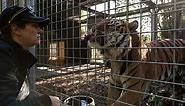 Tiger kills keeper at Hamilton Zoo