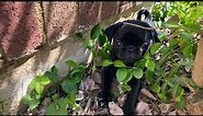 My New Black Pug Puppy. Cute Pug.