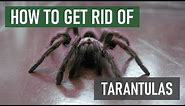 How to Get Rid of Tarantulas (4 Easy Steps!)