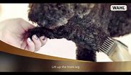 WAHL - Dog Clipping Tutorial