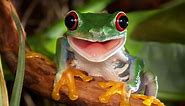 Pet Frogs: The Ultimate Guide to Caring For Your Pet Frog