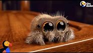 Lucas The Spider Creator Explains How He Makes People Fall In Love With Spiders | The Dodo