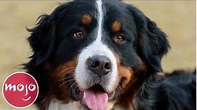 Top 10 Best Dog Breeds for Your First Dog
