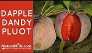 Dapple Dandy Pluot | NatureHills.com