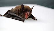How to get rid of bats - Bats in my attic!