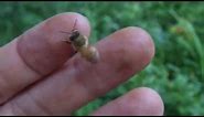 Honey Bee walking on hand - no need to be afraid