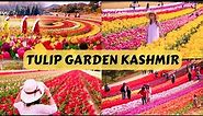 Kashmir Ka Tulip Garden | Tulip Festival 2023 | Best Places To Visit in Srinagar Kashmir Vlog Hindi