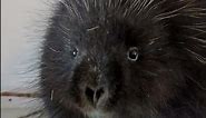 How Do North American Porcupines Survive Winter? #shorts